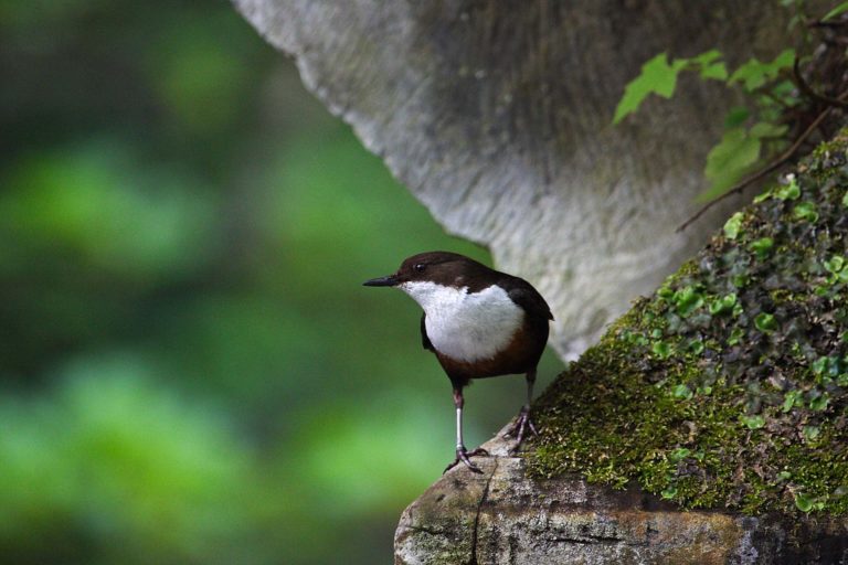 Dipper - Water of Leith