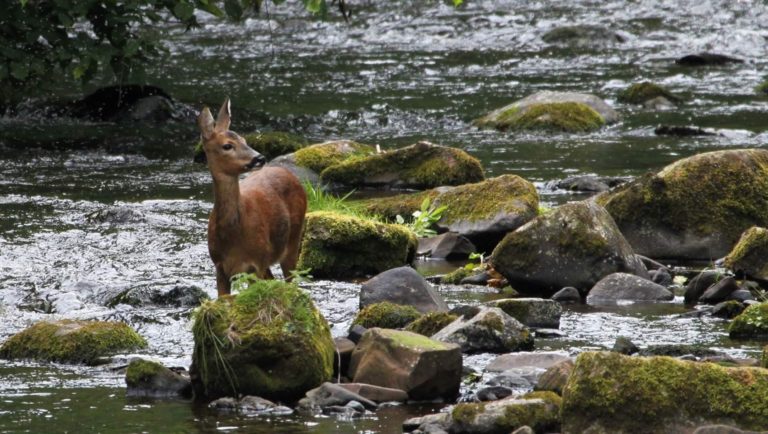 Deer, Water of Leith