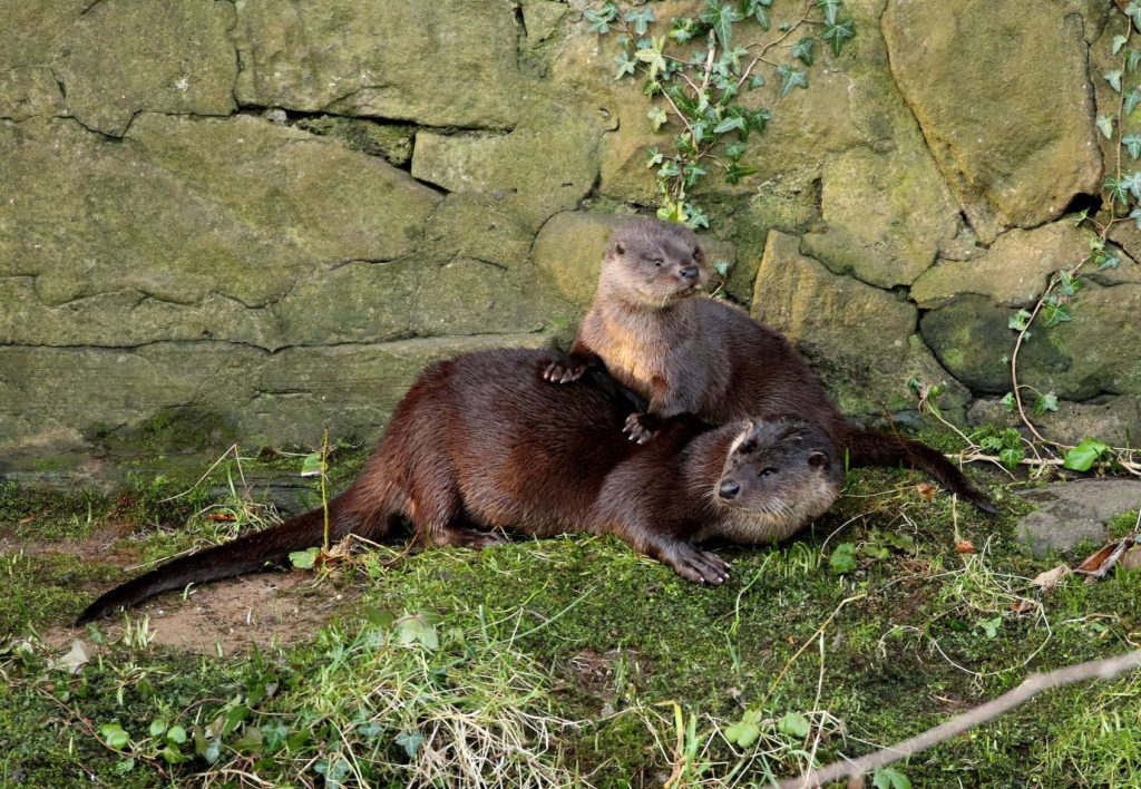 Otter and Cub, Bill Brown