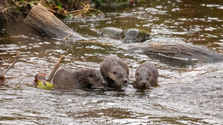 Otter Cubs - Richard Wells