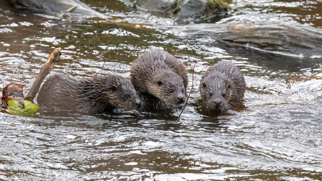 Otter Cubs - Water of Leith