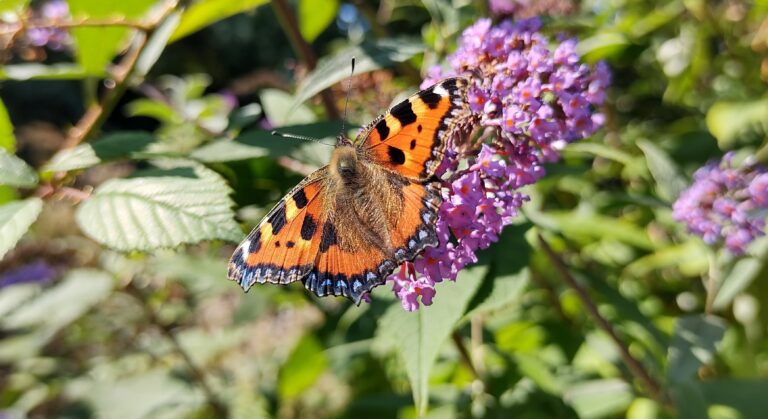 an orange butterfly on a purple plant